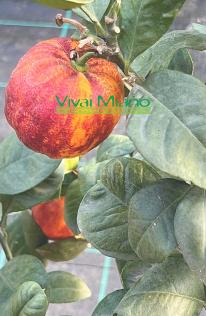 Pianta di Arancio Arcobal