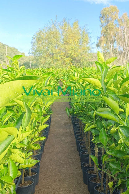 Pianta di Arancio Tarocco Ippolito