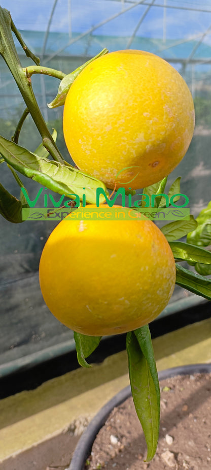 Pianta di Arancio Tarocco "Foglia di Nespolo"