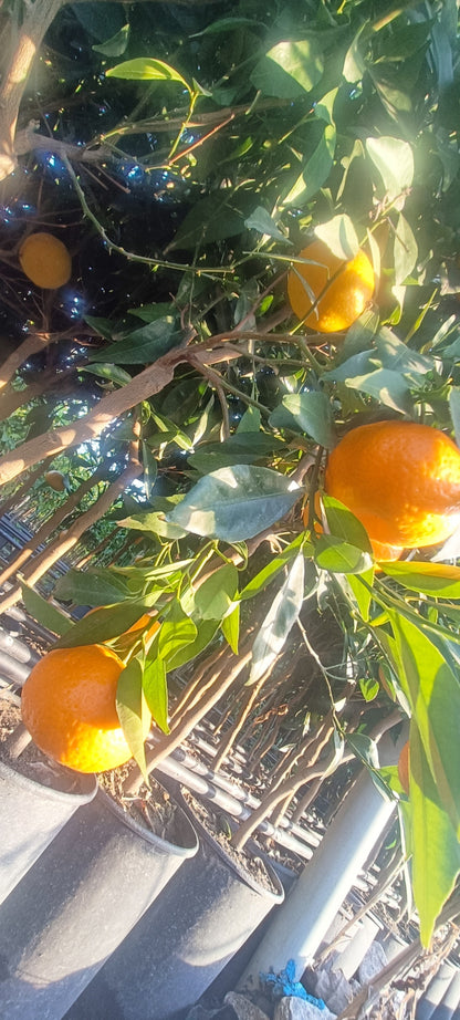 Pianta di Mandarino (vaso - 20)