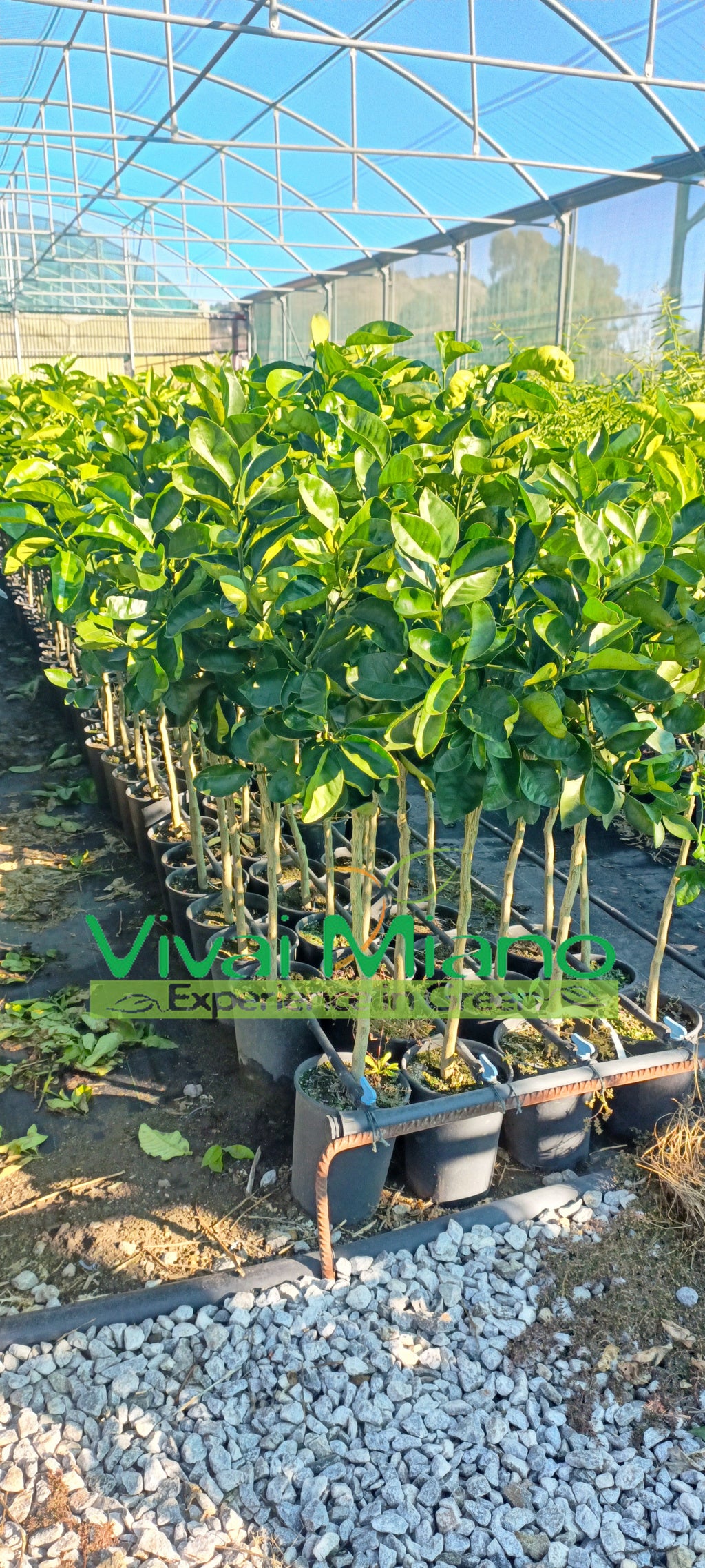 Pianta di Arancio Lane Late