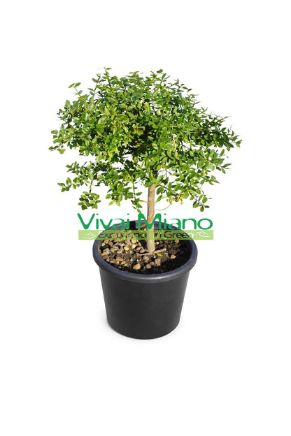 Pianta di Finger Lime Rosso (vaso - 20)