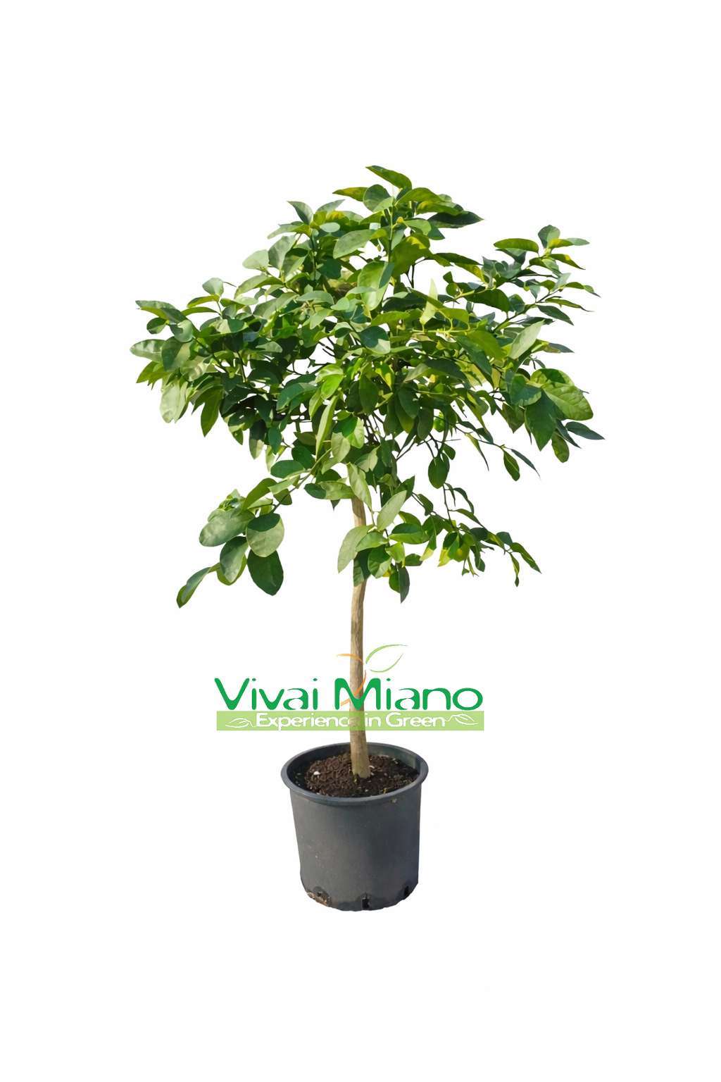 Pianta di Lime (vaso - 24)