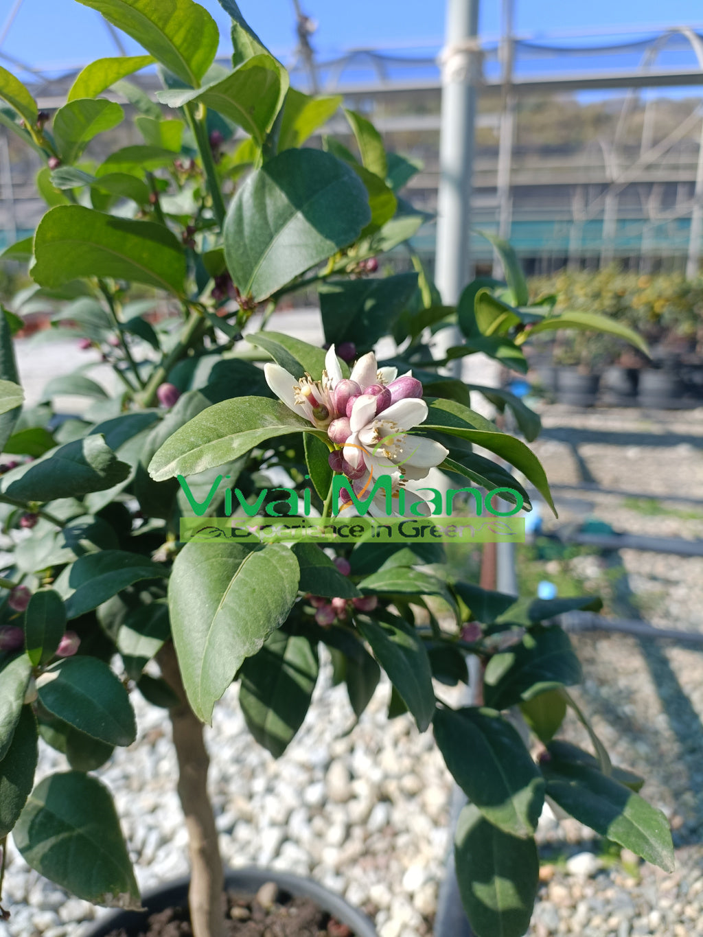 Pianta di Limone Meyer (vaso - 20)