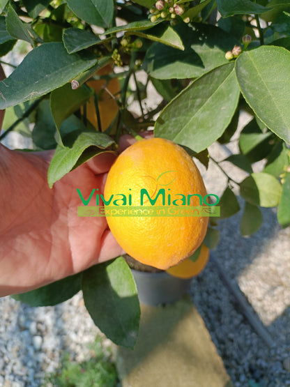 Pianta di Limone Meyer (vaso - 20)
