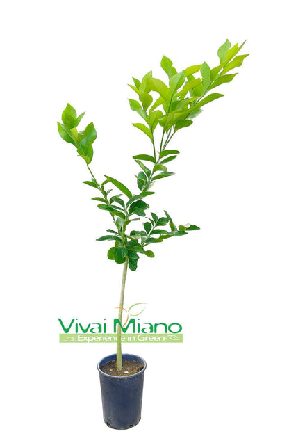 Pianta di Limone Ovale di Sorrento