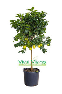 Pianta di Limone (vaso - 35)