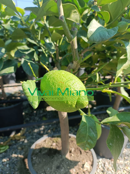 Pianta di Limone Zagara Bianca (vaso - 24)