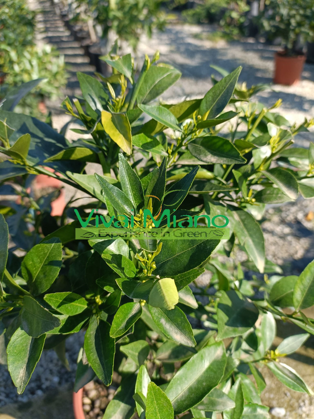 Pianta di Mandarino (vaso - 20)